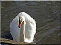 Mute swan (Cygnus olor)