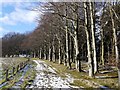 Beech trees alongside Carriageway above Addycombe Farm