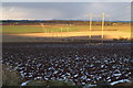 Electricity Pylons near Guthrie