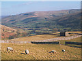 Sheep grazing at Kisdon