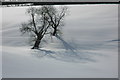 Trees at Stockwell