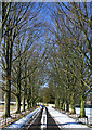 Avenue of trees at Asthall