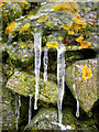 Newburgh: Lichens and icicles on Knockhall Castle