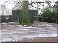 Tree, Lislimnaghan Church