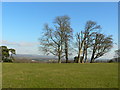 Natural Burial Ground near Cardiff