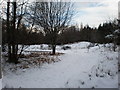 Boardwalk and Lochan beside Forest Trail