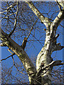 Silver Birch, Turf Lane (1)