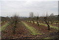 Apple orchard, off of Chart Rd