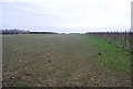 TQ7849 : Former orchard, near Wierton by N Chadwick