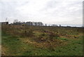 TQ7849 : Grubbing up an orchard, Wierton by N Chadwick