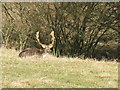 Monarch of the Southern grass fields