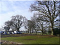 Mature trees at Bournemouth Sports Club