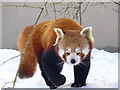 NH8003 : Red Panda at  the Highland Wildlife Park, Kincraig by sylvia duckworth