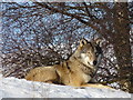 Resting wolf at Highland Wildlife Park, Kincraig