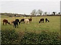 Alpacas at West Leigh