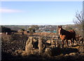 Horses with hay