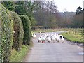 Rush hour on Breamore Marsh