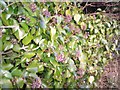 Outside Blackheath, Llanteg - lots of ivy berries.