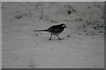 An observant Pied Wagtail