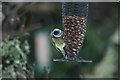 Blue Tit on a peanut feeder