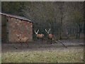 Close-up of Red Deer