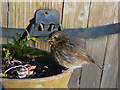 Young Robin, Pillaton