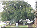 Yew tree, Gwytherin churchyard