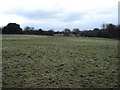 Horse  Grazing  Meadows