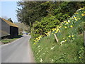 Roadside daffodils near Lullington Court