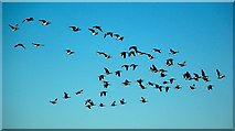 NR2857 : Barnacle Geese Over Islay by Mary and Angus Hogg