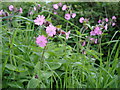 Red Campion - Silene dioica