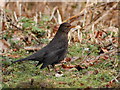 Blackbirds at Blashford Lake