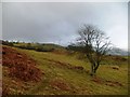 Braich-Ddu wind farm from below Y Foel