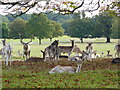 TQ2073 : Fallow Deer in Richmond Park by Peter Trimming
