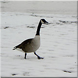 SK6139 : Snow goose by Alan Murray-Rust