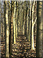 Footpath through the trees