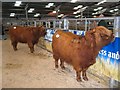 Oban Livestock Market