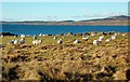 NR2757 : Sheep On Rubha Buidhe by Mary and Angus Hogg