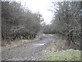 Muddy Path in Collin