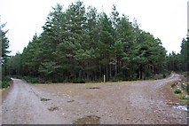 NJ0061 : Junction 2, Culbin Forest by Dorothy Carse