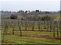 Orchards at Beavan