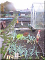 Ruskin Rd Allotment