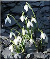 Snowdrops