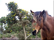 SU1813 : New Forest Pony, Hampton Ridge by Maigheach-gheal