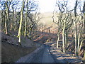 Clyne Woods in Winter