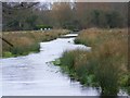 The Pilhill Brook, Abbotts Ann