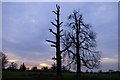 two old trees, Woodside Green