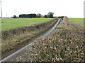 View across the top of the hedges on Cauldham Lane