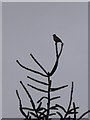 SH7949 : Forest warbler by Eirian Evans