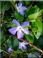 Lesser periwinkle (Vinca minor)